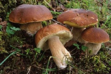 Corso formativo di preparazione ed esami per il rilascio dell’idoneit&#224; alla vendita per gli esercenti il commercio di funghi epigei freschi